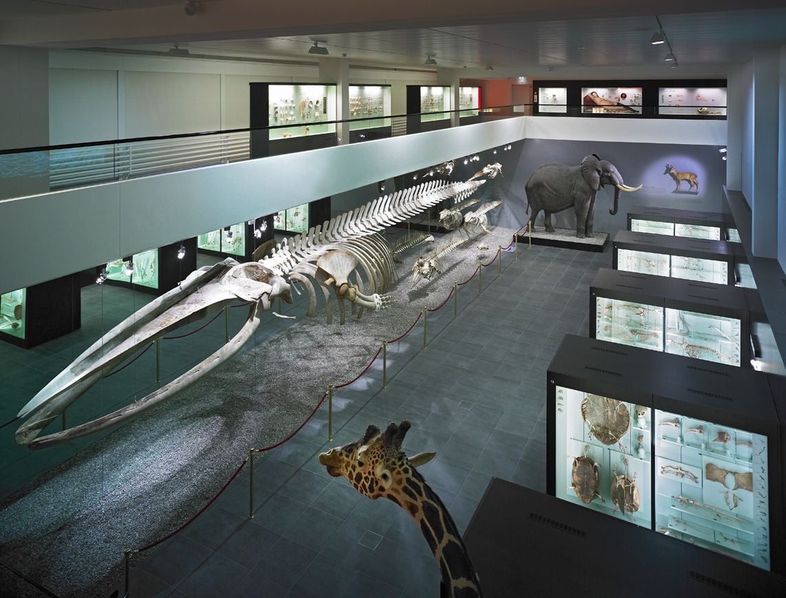 Naturhistorisches Museum Bern